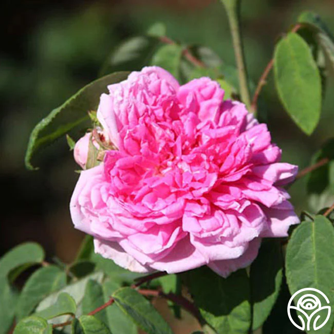 Read more about the article Aubrey Unruh,USW Local 1853 Mourns The Loss Of A Dedicated Servant